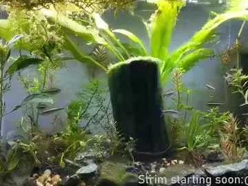 Freechat booker_baxton on Chaturbate