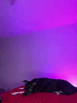 Try our surprising Hottestvoyeurs camshows for free here! Our captivating bbw-blondes, tattoos-milfs and couples categories features wet unclothed cam models who love to peak with their desired vibrating toys as they're being diddled.